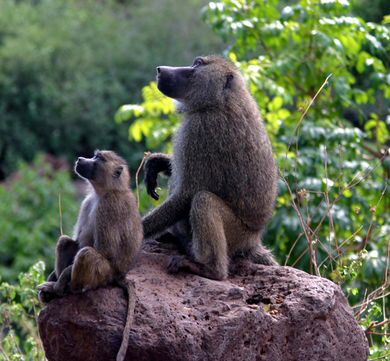 Baboons on rock