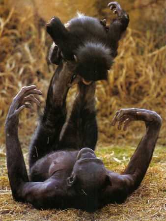 Bonobo play
